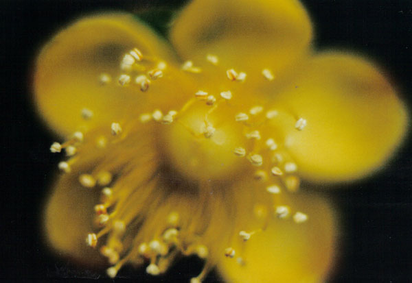 Yellow Flower