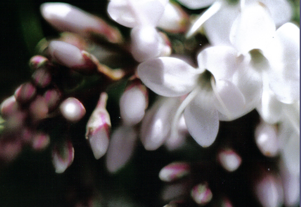 white flowers
