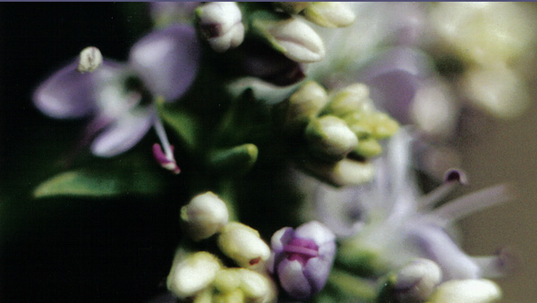 multi flowers