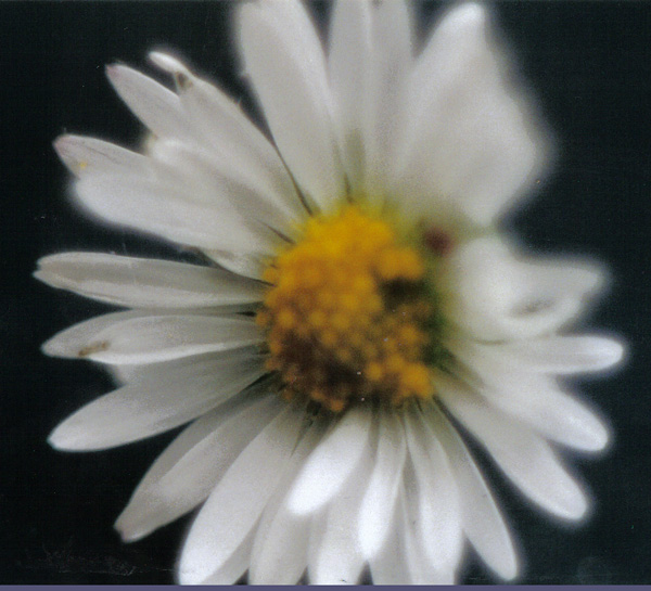 Daisy