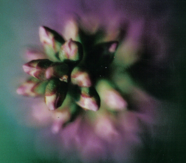 Purple Flower
