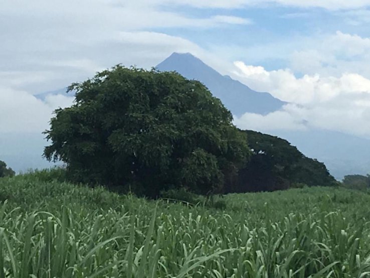 Colima
