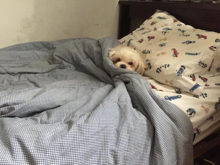 Buenos Dias Toto