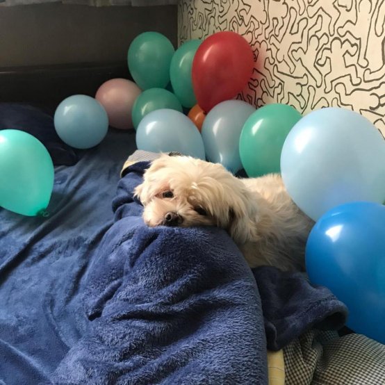 Celebrating Toto