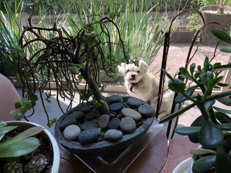 Toto in the Wild