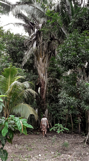 De regreso al bosque