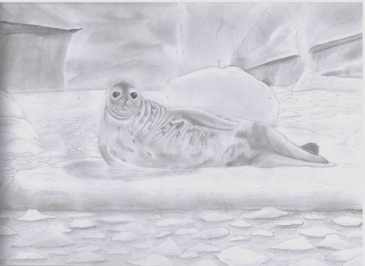 Weddell Seal