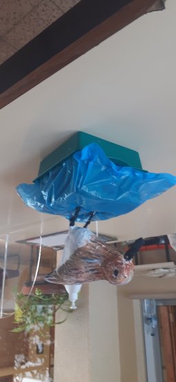 Fish at Sea