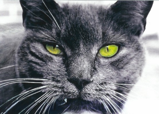Cat Eyes