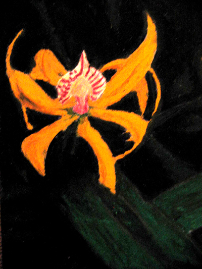 Orchid
