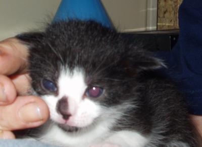 Silvester