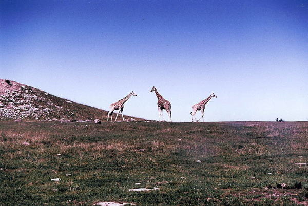Safari