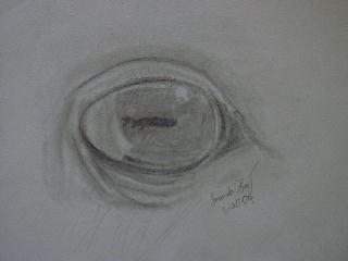 Horses eye