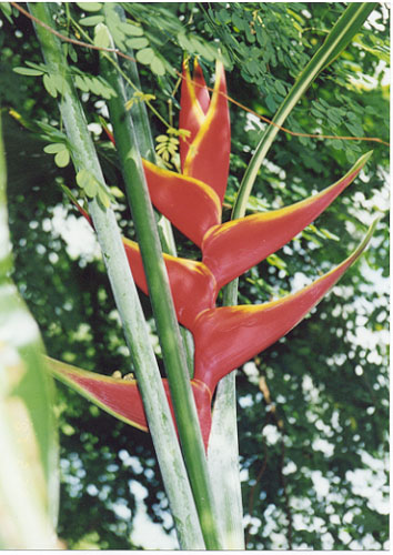 Flower (3)