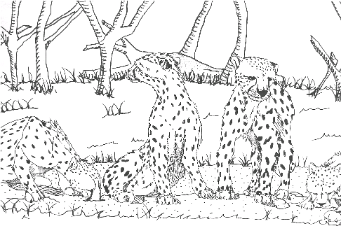 Cheetahs in the wild