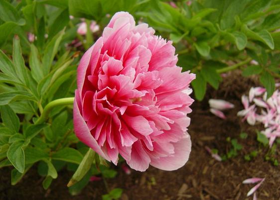 The Flower