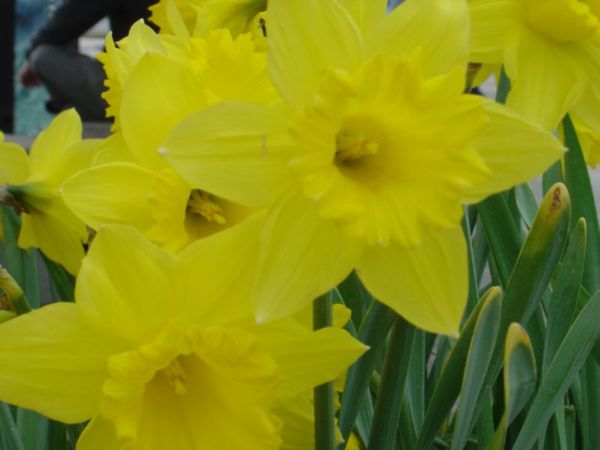 Bloom