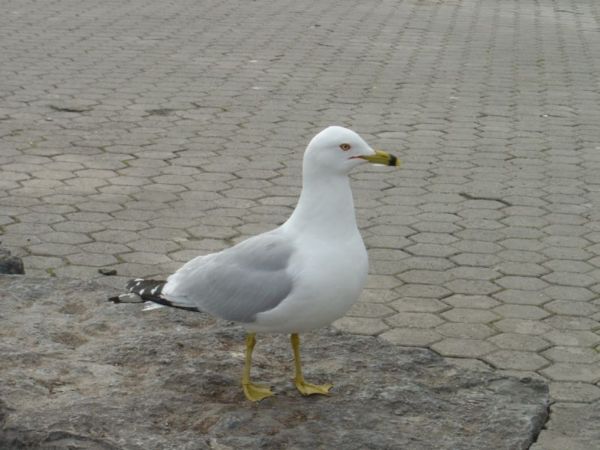 Seagull