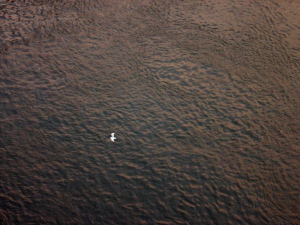 Seagull Over Water