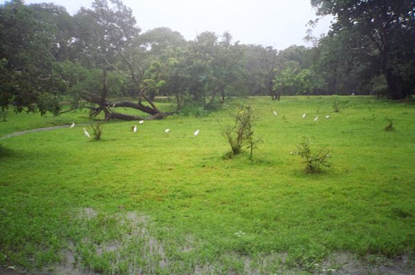 Sigiriya Green