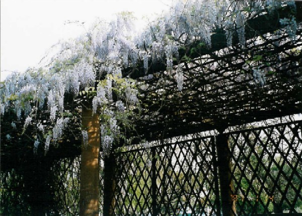 Glisinas de Primavera