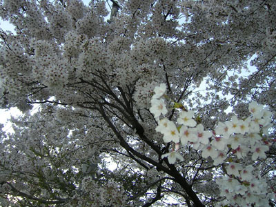 Sakura and Krishnochura