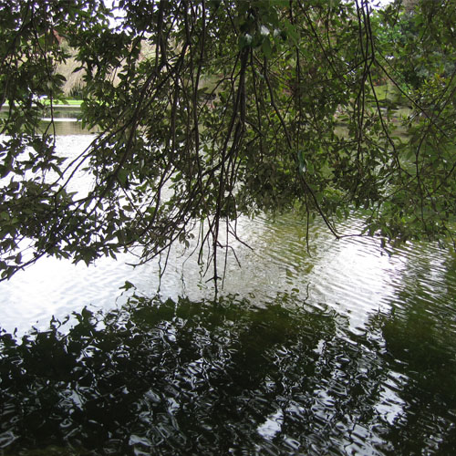 Tree Reflection