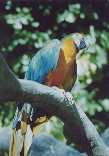 Florida Colours