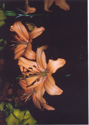 Flower (1)