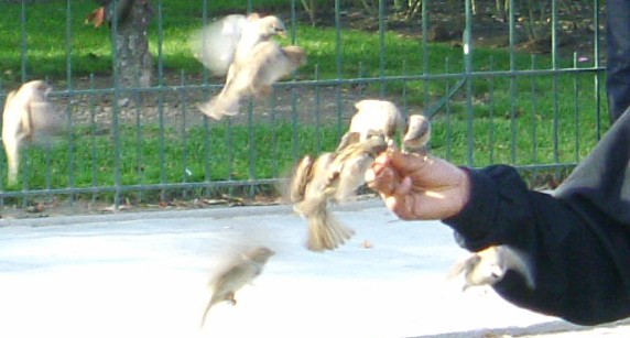Birdman in Paris