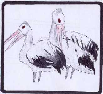 Birds of The Same Feather