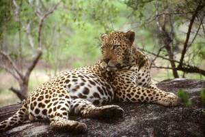 Visit The Wild Life in Africa