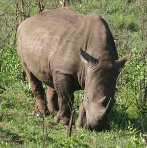 Vist the wild life in South Africa