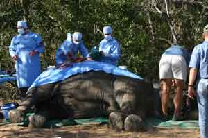 Medical Care In Wild Life
