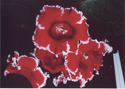 Flower (2)