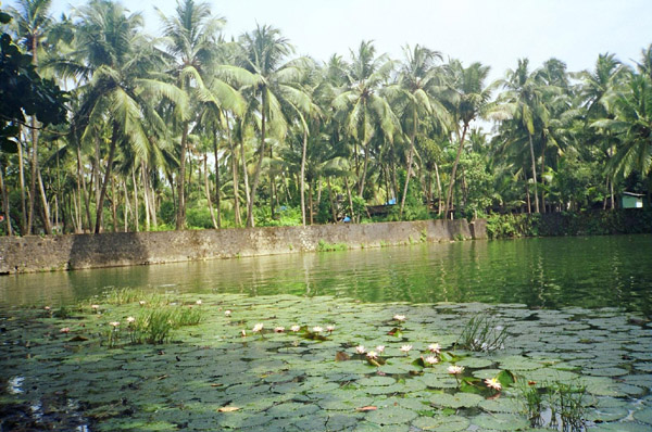 Lotus Pond In Tattamangalam