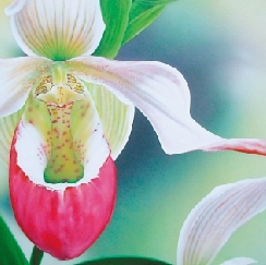 Lily