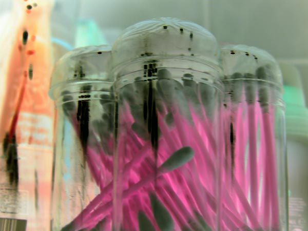 Plastic Symphony