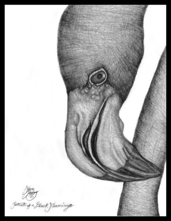 Portrait of A Black Flamingo