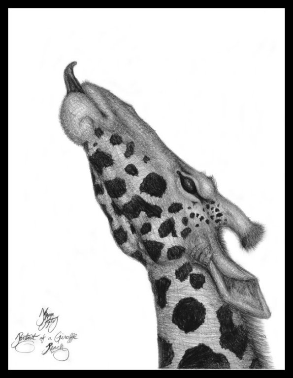 Portrait of a Giraffe