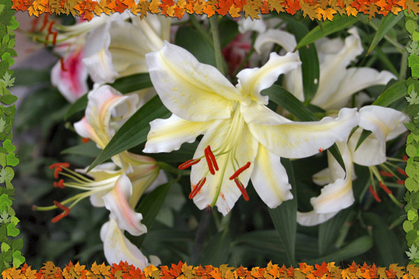 Opening Bloom