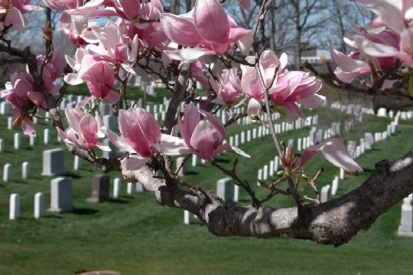 Springtime in Arlington