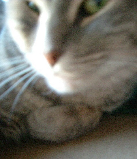 Feline