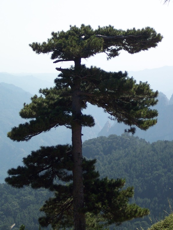 Bor