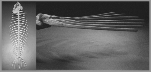 Fishbone