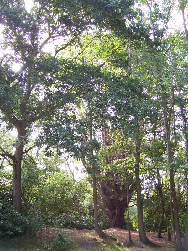 The oak and the yew
