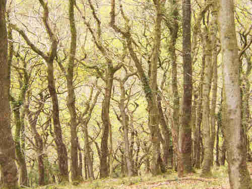 Trees and moss