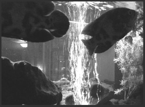 Fishies