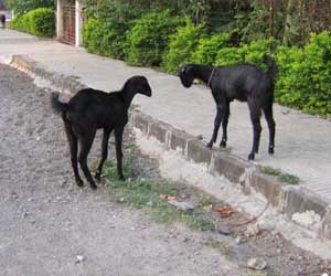 Goats - 1