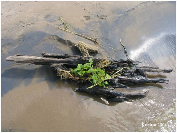 Ikebana on the sand